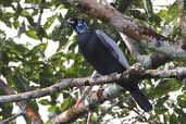 Male Bare-necked Fruitcrow, Cristalino, Mato Grosso, Brazil, April 2003 - click for larger image