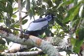 Male Bare-necked Fruitcrow, Cristalino, Mato Grosso, Brazil, April 2003 - click for larger image