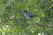 Female Bare-necked Fruitcrow, Thaimaçu, Pará, Brazil, April 2003 - click for larger image