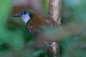 Bicoloured Antbird, São Gabriel da Cachoeira, Amazonas, Brazil, August 2004 - click on image for a larger view