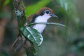 Bicoloured Antbird, São Gabriel da Cachoeira, Amazonas, Brazil, August 2004 - click on image for a larger view