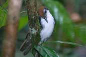 Bicoloured Antbird, São Gabriel da Cachoeira, Amazonas, Brazil, August 2004 - click on image for a larger view