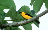 Oriole Blackbird, Marchantaria Island, Amazonas, Brazil, July 2001 - click for larger image