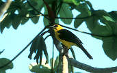 Oriole Blackbird, Marchantaria Island, Amazonas, Brazil, July 2001 - click for larger image