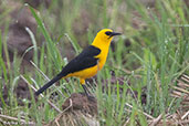 Oriole Blackbird, Rioja, San Martin, Peru, October 2018 - click for larger image