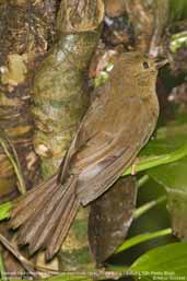 Female  Red-crowned Ant-tanager, Folha Seca, Ubatuba, São Paulo, Brazil, December 2006 - click for larger image