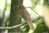 Female  Red-crowned Ant-tanager, Teresópolis, Rio de Janeiro, Brazil, November 2008 - click for larger image