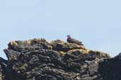 Blackish Oystercatcher, Chiloe, Chile, November 2005 - click for larger image