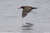 Blackish Oystercatcher, Cachagua, Chile, January 2006 - click for larger image