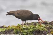 Blackish Oystercatcher, Cachagua, Chile, January 2006 - click for larger image