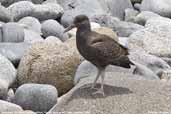 Immature Blackish Oystercatcher, Pan de Azucar, Chile, January 2006 - click for larger image