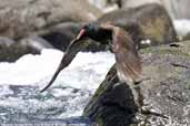 Blackish Oystercatcher, Pan der Azucar NP, Chile, January 2006 - click for larger image