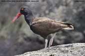 Blackish Oystercatcher, Pan der Azucar NP, Chile, January 2006 - click for larger image