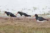 Magellanic Oystercatcher, Torres del Paine, Chile, December 2005 - click for larger image