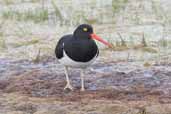 Magellanic Oystercatcher, Torres del Paine, Chile, December 2005 - click for larger image