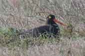 Magellanic Oystercatcher, Torres del Paine, Chile, December 2005 - click for larger image