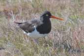 Magellanic Oystercatcher, Torres del Paine, Chile, December 2005 - click for larger image