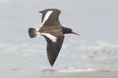 American Oystercatcher, Concon, Chile, November 2005 - click for larger image