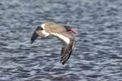 American Oystercatcher, Concon, Chile, November 2005 - click for larger image