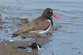 American Oystercatcher, Caulin, Chiloe, Chile, November 2005 - click for larger image