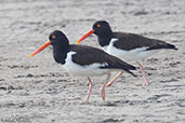 American Oystercatcher, San Jose, Lambayeque, Peru, October 2018 - click for larger image