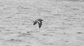 American Oystercatcher, Paratí, Rio de Janeiro, Brazil, August 2002 - click for larger image