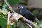 Zeledon's Antbird, Setimo Paraiso, Pichincha, Ecuador, November 2019 - click for larger image