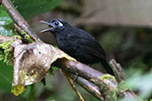Zeledon's Antbird, Setimo Paraiso, Pichincha, Ecuador, November 2019 - click for larger image