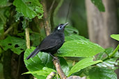 Zeledon's Antbird, Setimo Paraiso, Pichincha, Ecuador, November 2019 - click for larger image