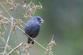 Male Uniform Finch, Teresópolis, Rio de Janeiro, Brazil, November 2008 - click for a larger image