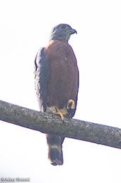 Double-toothed Kite, Cordillera Escalera, San Martin, Peru, October 2018 - click for larger image