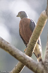 Double-toothed Kite, Cordillera Escalera, San Martin, Peru, October 2018 - click for larger image