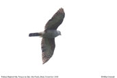 Rufous-thighed Kite, Parque de Zizo, São Paulo, Brazil, November 2006 - click for larger image