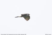 Rufous-thighed Kite, Parque de Zizo, São Paulo, Brazil, November 2006 - click for larger image