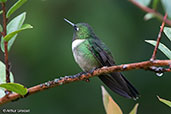 Amethyst-throated Sunangel, Abra Patricia, Amazonas, Peru, September 2018 - click for larger image