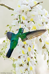 Male Purple-crowned Fairy, Tikal, Guatemala, March 2015 - click for larger image