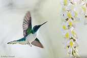 Male Purple-crowned Fairy, Tikal, Guatemala, March 2015 - click for larger image