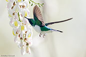 Male Purple-crowned Fairy, Tikal, Guatemala, March 2015 - click for larger image