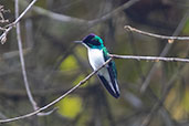 Male Purple-crowned Fairy, Mashpi Road, Pichincha, Ecuador, November 2019 - click for larger image