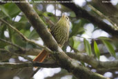 Sharp-billed Treehunter, Teresópolis, Rio de Janeiro, Brazil, November 2008 - click for larger image