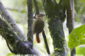 Sharp-billed Treehunter, Itatiaia, Rio de Janeiro, Brazil, November 2008 - click for larger image