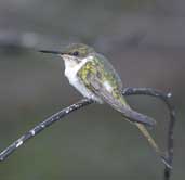 Female Horned Sungem, Chapada Diamantina, Bahia, Brazil, July 2002 - click for larger image