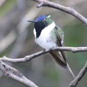 Male Horned Sungem, Chapada Diamantina, Bahia, Brazil, July 2002 - click for larger image