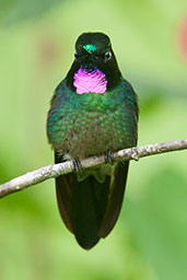 Male Tourmaline Sunangel, Rio Blanco, Caldas, Colombia, April 2012 - click for larger image