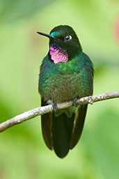 Male Tourmaline Sunangel, Rio Blanco, Caldas, Colombia, April 2012 - click for larger image