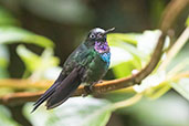 Male Tourmaline Sunangel, Antisana Reserve, Napo, Ecuador, November 2019 - click for larger image