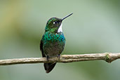 Tourmaline Sunangel, Guango Lodge, Napo, Ecuador, November 2019 - click for larger image