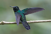 Tourmaline Sunangel, Guango Lodge, Napo, Ecuador, November 2019 - click for larger image