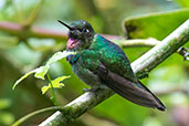 Tourmaline Sunangel, Guango Lodge, Napo, Ecuador, November 2019 - click for larger image