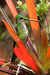 Female Empress Brilliant, Cerro Montezuma, Tatamá, Risaralda, Colombia, April 2012 - click for larger image